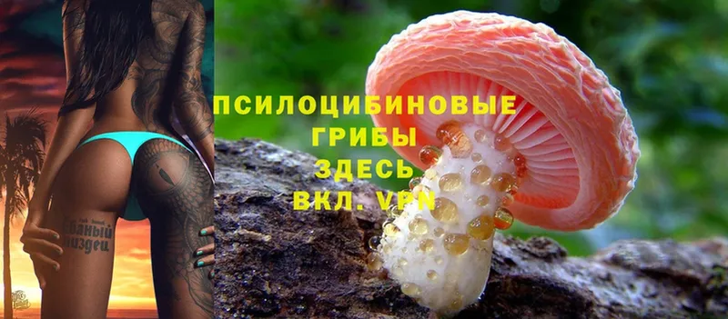 Галлюциногенные грибы Psilocybe  Ржев 